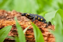 Feuersalamander