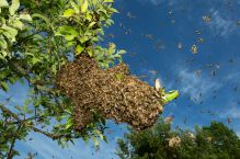 Bienen