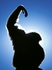 Weißhandgibbon