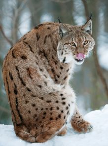 Europäischer Luchs